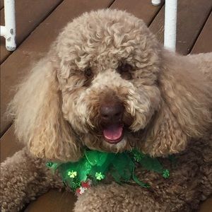 Meet your Posher, Christy